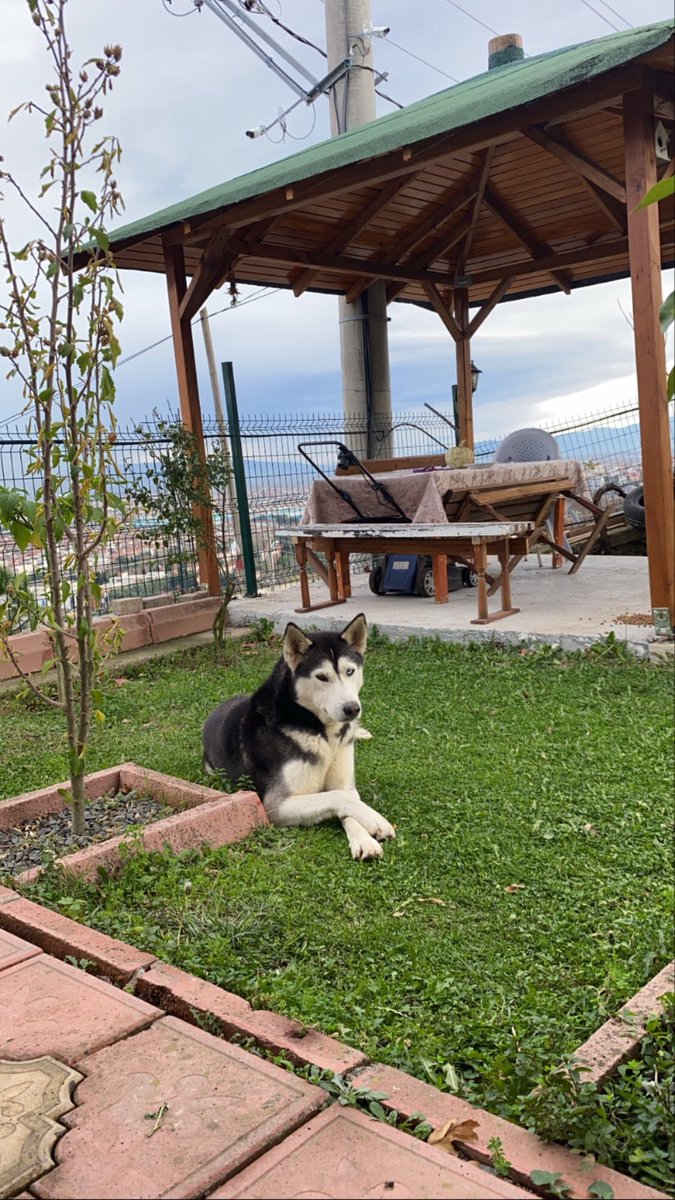 ahmet5li's tweet photo. Tüm köpeklerin dünya köpek günü kutlu olsun https://t.co/XVQr4nl1H7