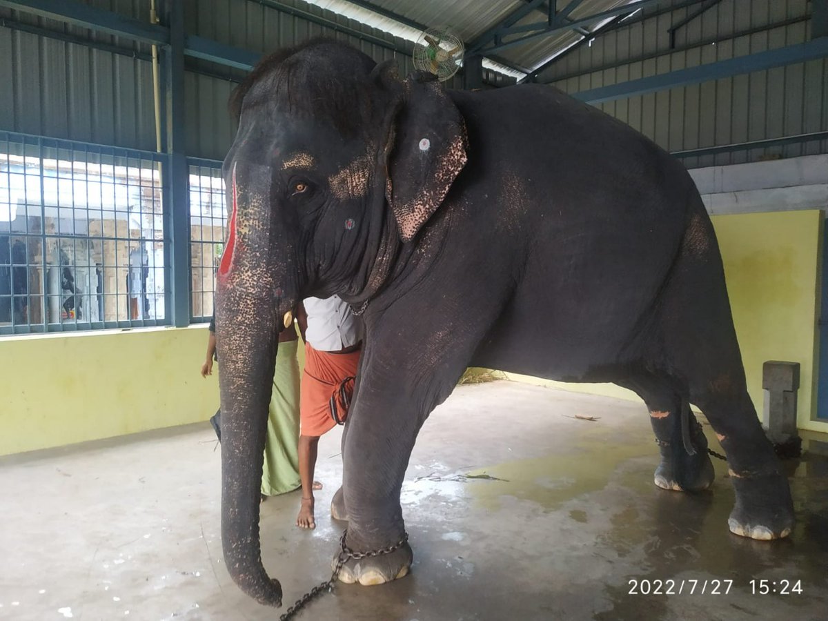 ians_india's tweet photo. New video shows continued torture of Assam elephant in #TamilNadu temple

@PetaIndia 

Read: https://t.co/c4ziRBM2qR https://t.co/MaoleByG4r
