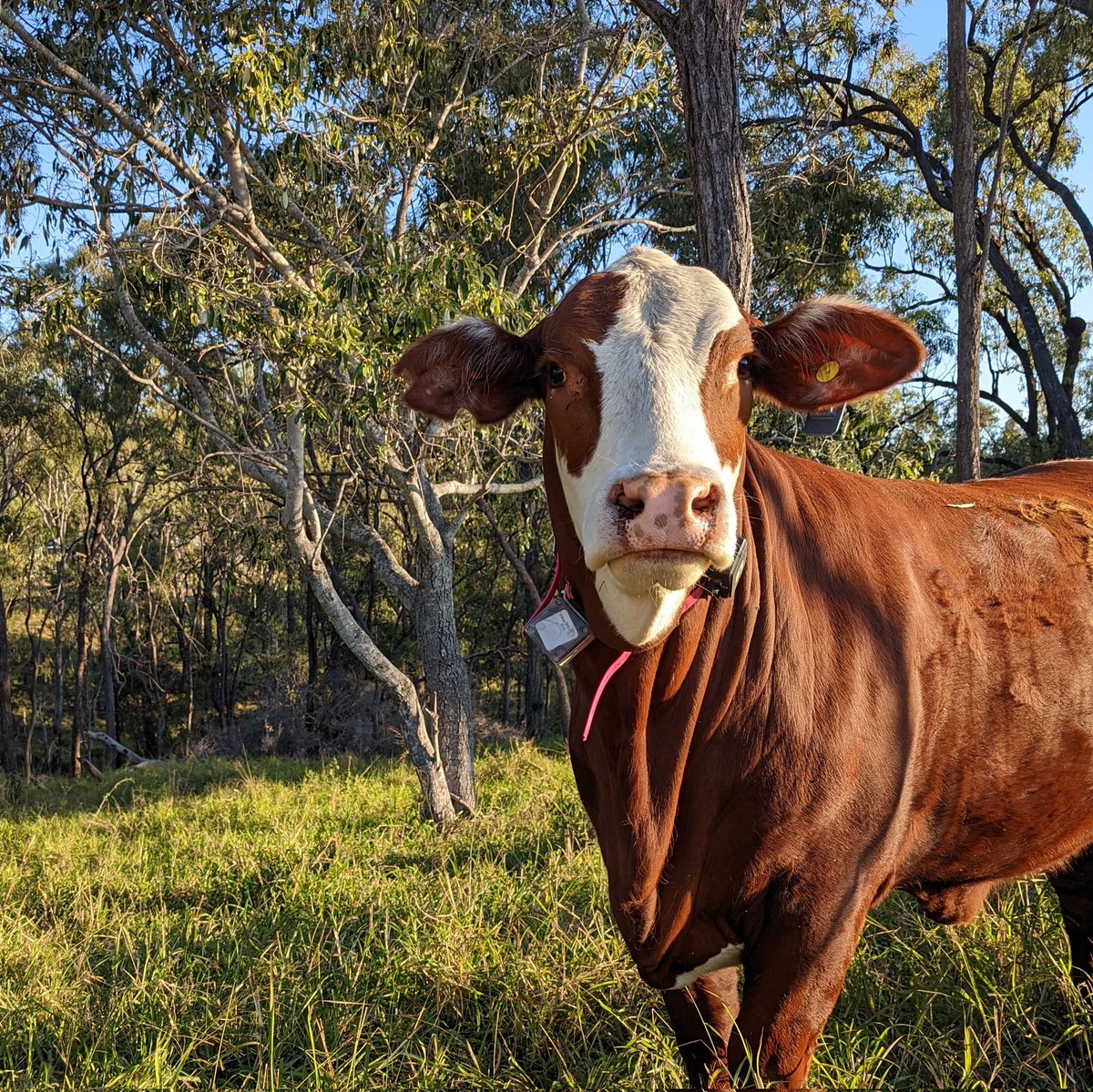 Thomas Williams tweet media