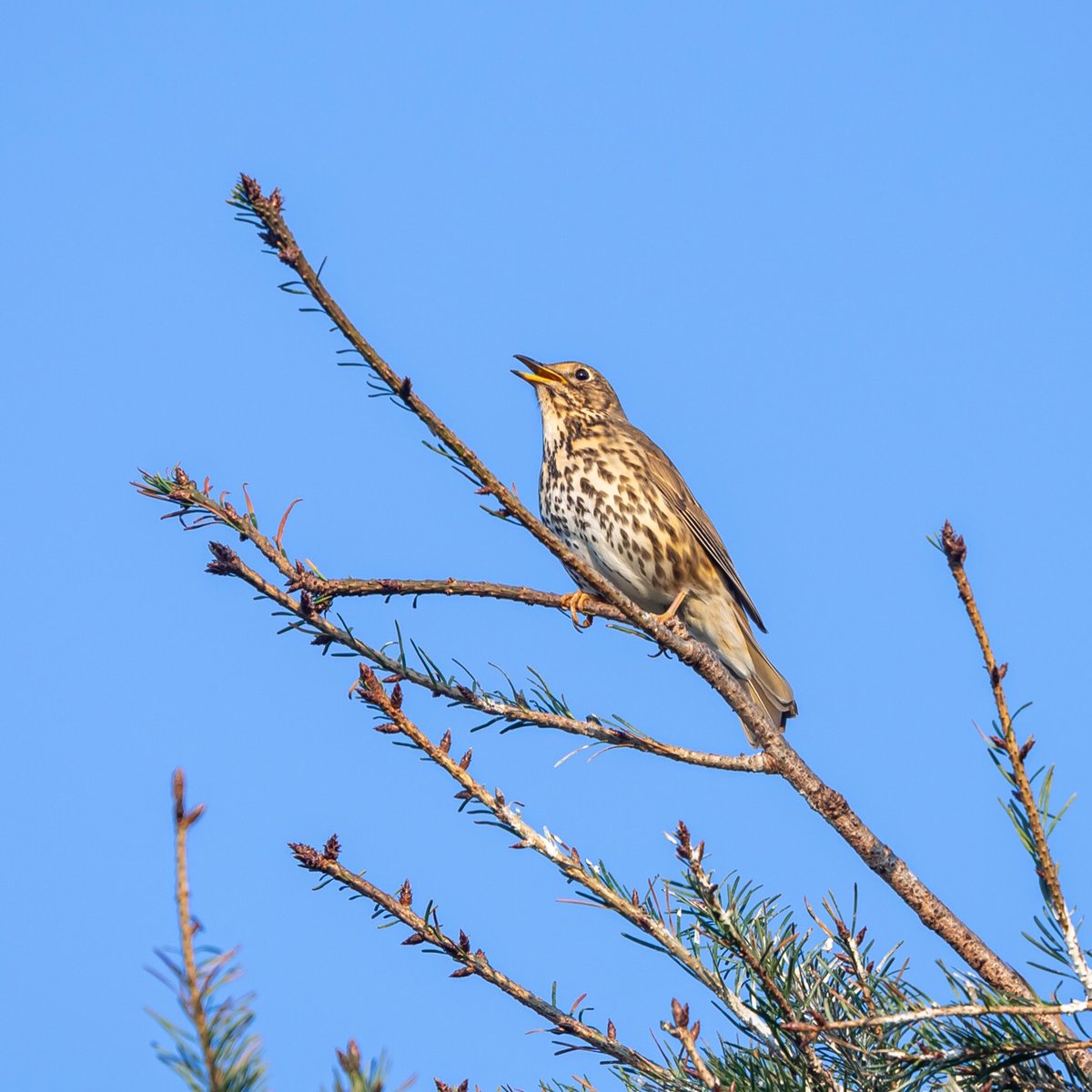 HarrisonPhair's tweet photo. Song Thrush
Chat Moss
🌅🌿🌤🌫
#sssi #siteofspecialscientificinterest #euSpecialAreaofConservation
#conservation #peat #bog #peatbog #sssi #tree #chat #moss #chatmoss #countryside #branch #bird #farmland #landscape #nikon #z6 #300pf #songthrush #fly #birding #birdphotography https://t.co/xMmjZnLcpL