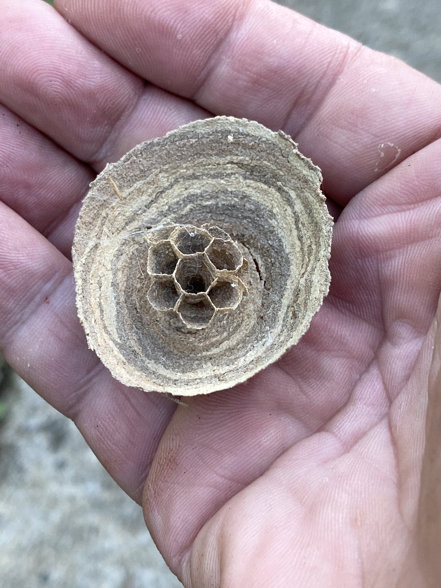 Remnant of wee wasp nest ❤️