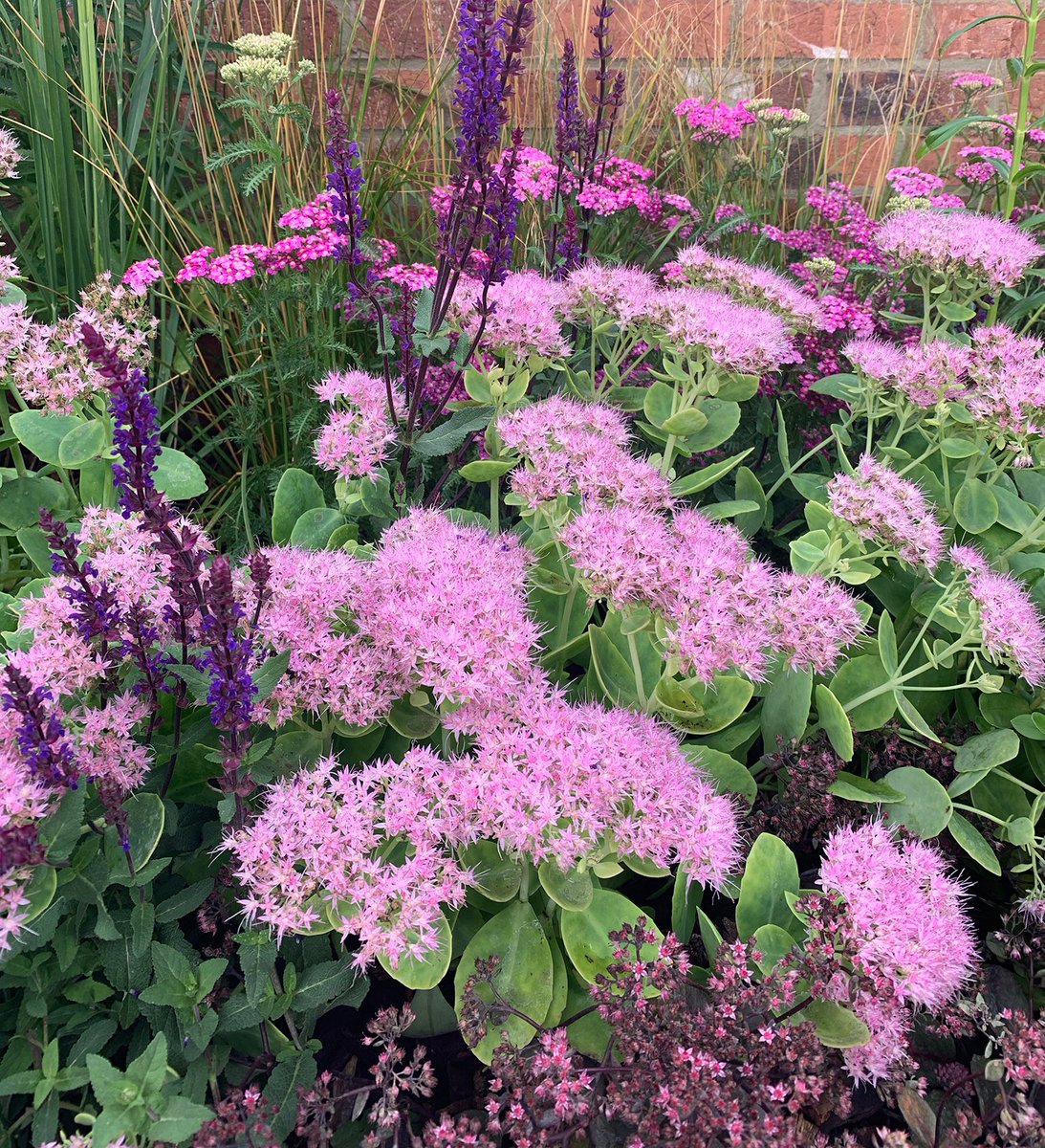 Sedums (Hylotelephium) are a great #herbaceous plant for #bees, flowering now. Committee member @suebeesley recommends dusky purple 'Jose Aubergine'. 'Matrona' is purple, too, and has the #AGM 🏆 but all are bee and butterfly friendly. #bees #pollinators #herbaceous