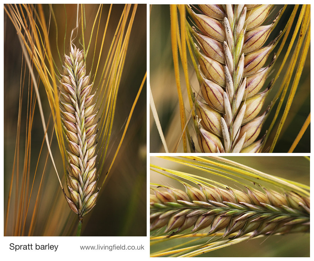 Thanks <a href="/LField2020/">LivingField2020</a> for the ancient cereals. Here’s my fave - Spratt barley aka Battledore barley, recognised in the 1800s as a distinct if peculiar type. What a structure livingfield.co.uk/cereal/ancient…