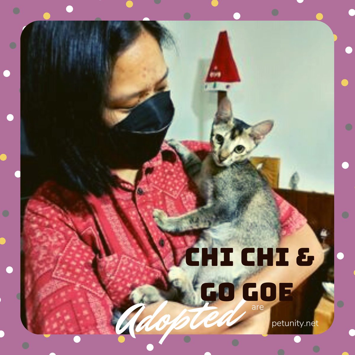 Petunitymm's tweet photo. Chi Chi & Go Goe is adopted together!
Thank you very much for loving and taking full responsibility of her. Moreover, thank you loads to the P-fans for spreading the news. We love you!
#Petunity #Myanmar #ChiChiGoGoe #AdoptMe #Adopted #cat #Burmese #adoptdontshop https://t.co/UXA4Vymtcc