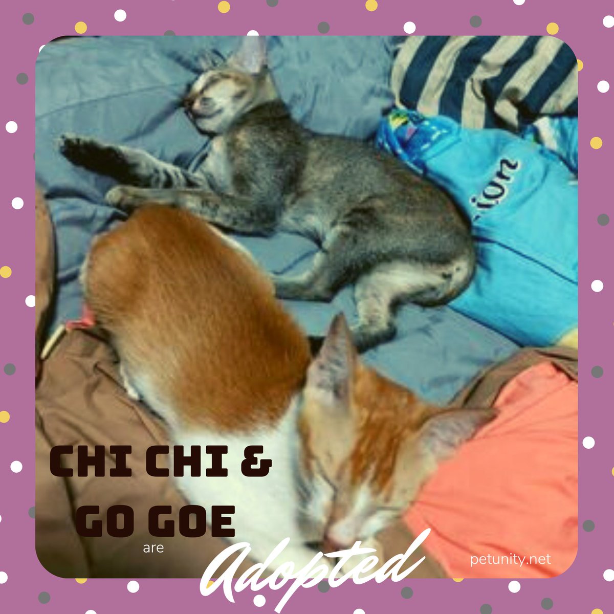 Petunitymm's tweet photo. Chi Chi & Go Goe is adopted together!
Thank you very much for loving and taking full responsibility of her. Moreover, thank you loads to the P-fans for spreading the news. We love you!
#Petunity #Myanmar #ChiChiGoGoe #AdoptMe #Adopted #cat #Burmese #adoptdontshop https://t.co/UXA4Vymtcc