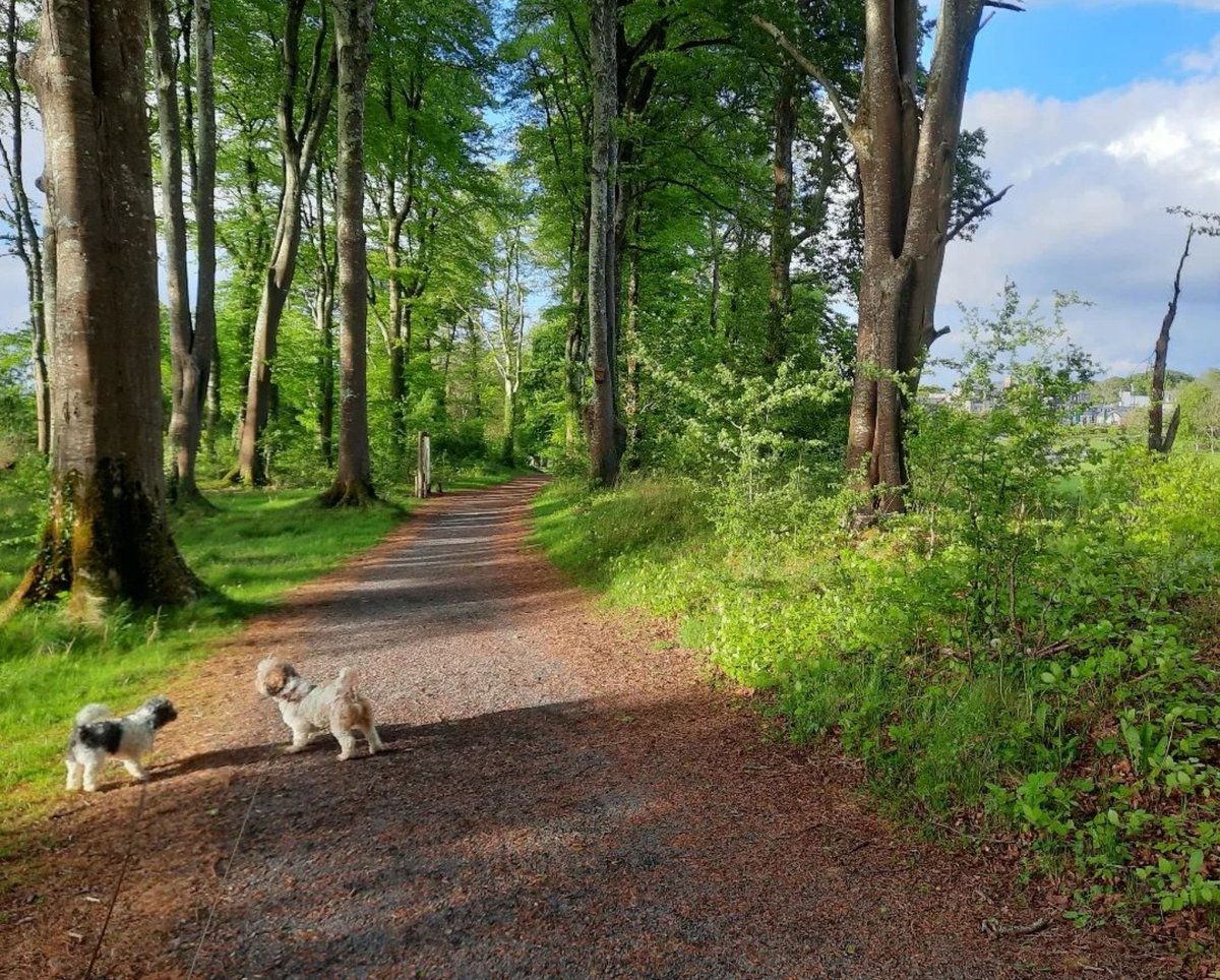 Happy National Dog Day 🐾 

📸 @ninahyland84 

#dogday
#happynationaldogday 
#thegroundsatbreaffy
#furbabies
#mayo
#teambreaffy 
#destinationbreaffy 
#breaffyhouseresort 
#betterinbreaffy