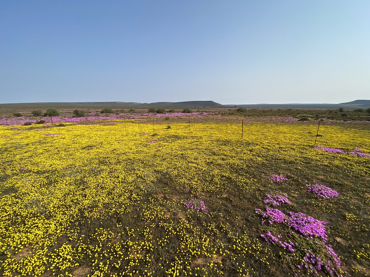 EricT_images's tweet photo. Good morning friends ☕️🌅

I’m back from a stunning trip to see the Namaqualand spring flowers, what a special treat! 🌼🌸 https://t.co/HG2erzZSCp