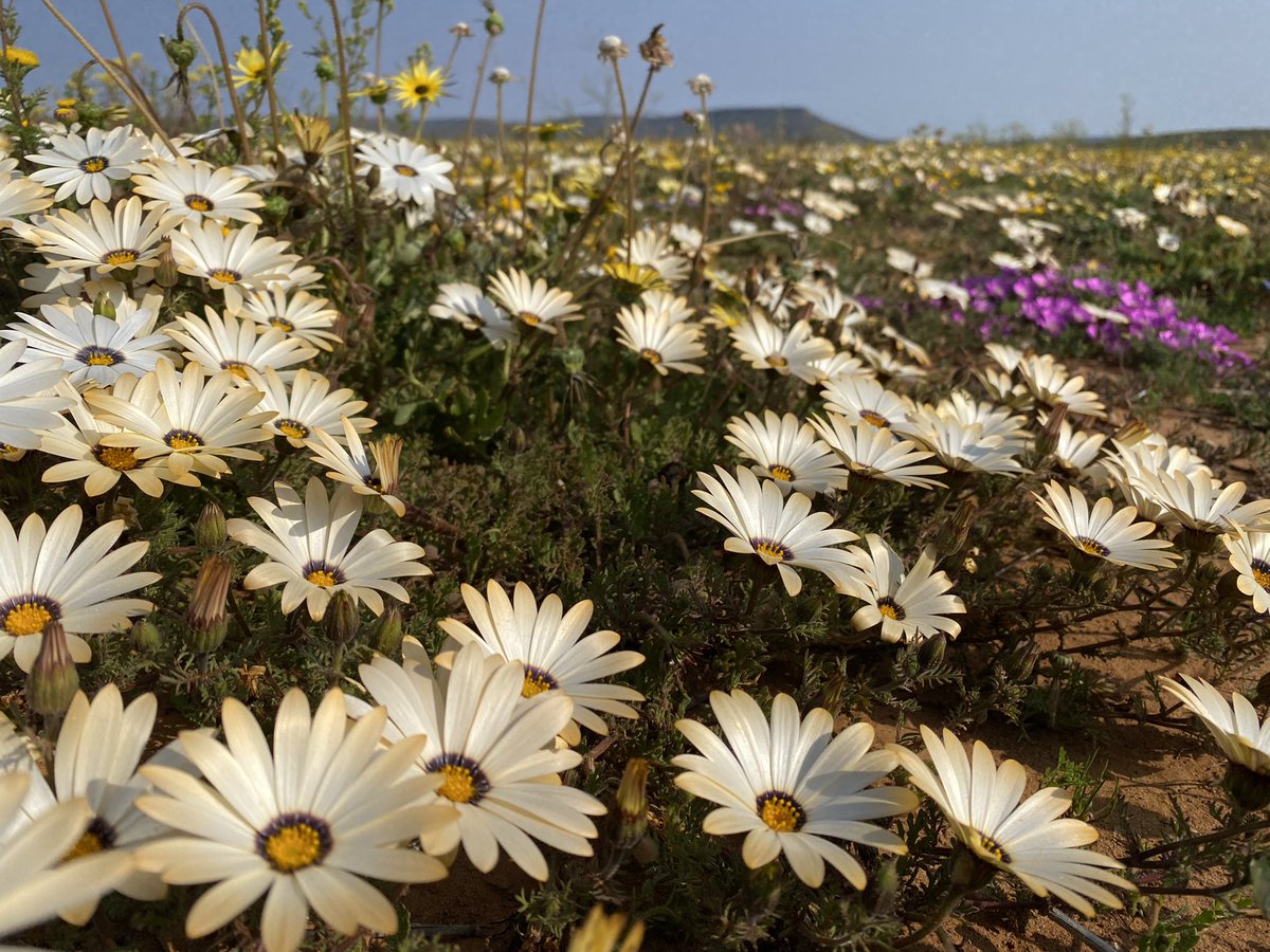 EricT_images's tweet photo. Good morning friends ☕️🌅

I’m back from a stunning trip to see the Namaqualand spring flowers, what a special treat! 🌼🌸 https://t.co/HG2erzZSCp