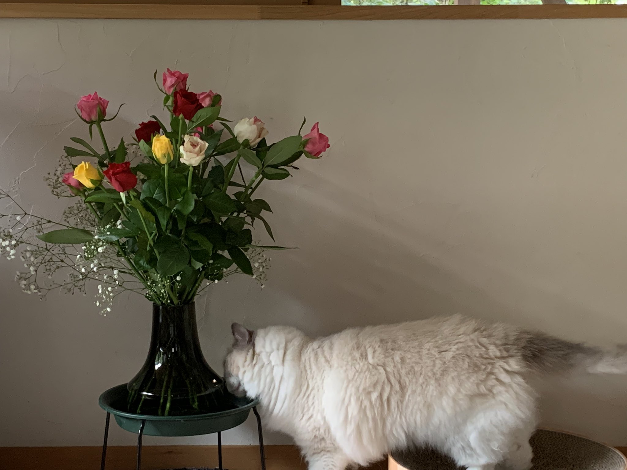 Sting 頂いたお花にいっちゃんチェック入りましたー 棘があるから気をつけてね 取り敢えず かすみ草と遊んでも倒れない花瓶にしました 猫 ラグドール T Co Ixexxkpjtz Twitter Sting 頂いたお花にいっちゃんチェック入りましたー 棘があるから気をつけてね 取り敢えず かすみ草と遊んでも倒れない花瓶にしました 猫 ラグドール T Co Ixexxkpjtz Twitter