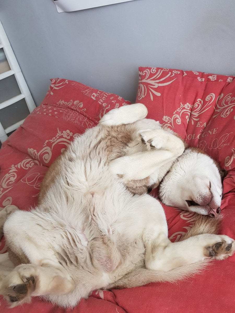 cococookie01's tweet photo. Happy #InternationalDogDay !! ๐บ๐บ๐บ #husky #huskies #siberianhusky #snowdogs #itsahuskything https://t.co/PjbwvlziOz