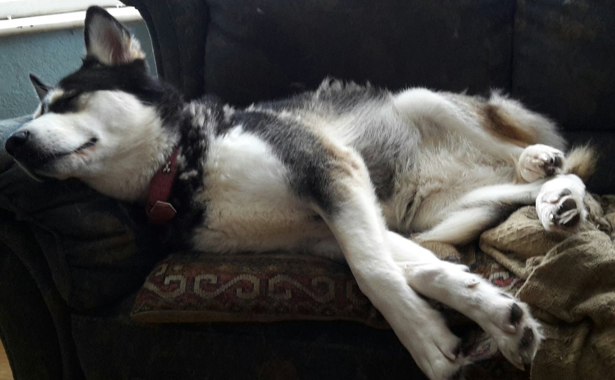 cococookie01's tweet photo. Happy #InternationalDogDay !! ๐บ๐บ๐บ #husky #huskies #siberianhusky #snowdogs #itsahuskything https://t.co/PjbwvlziOz
