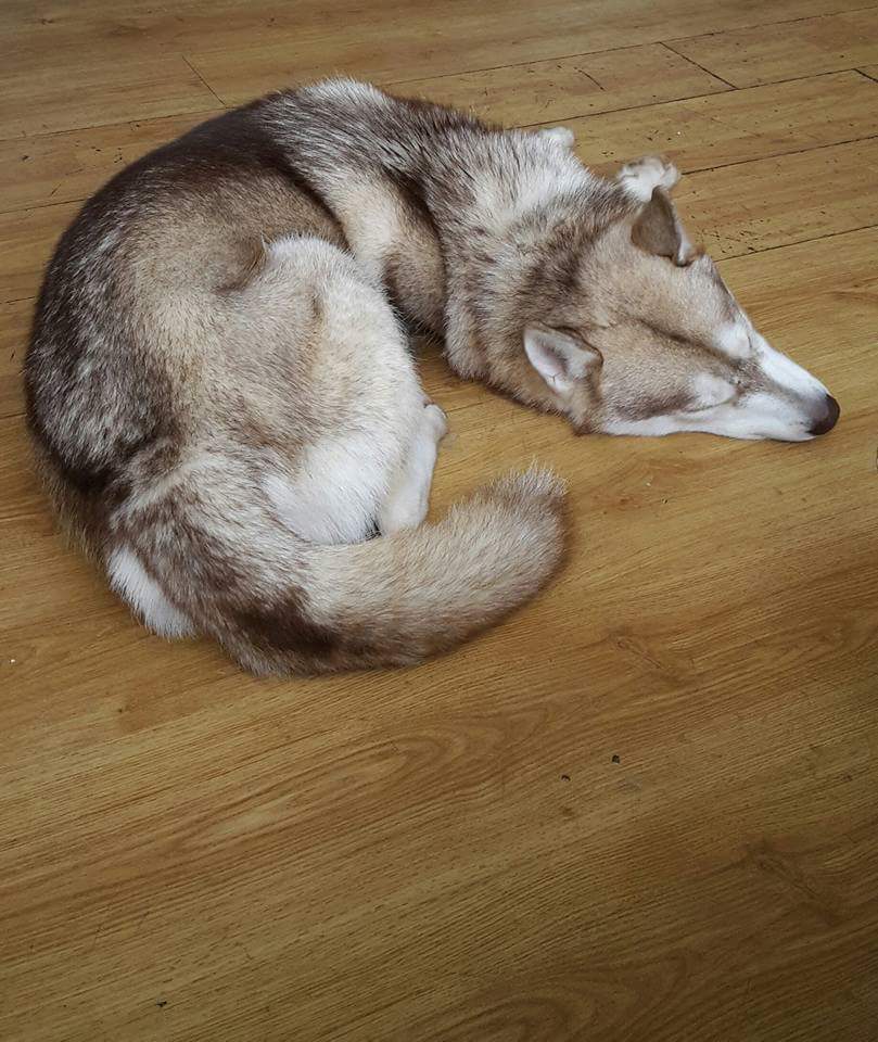 cococookie01's tweet photo. Happy #InternationalDogDay !! ๐บ๐บ๐บ #husky #huskies #siberianhusky #snowdogs #itsahuskything https://t.co/PjbwvlziOz