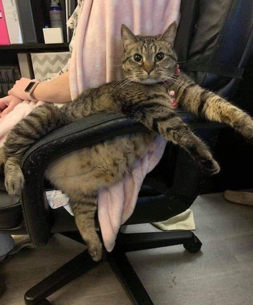 TodoDiaGatinhos tweet picture