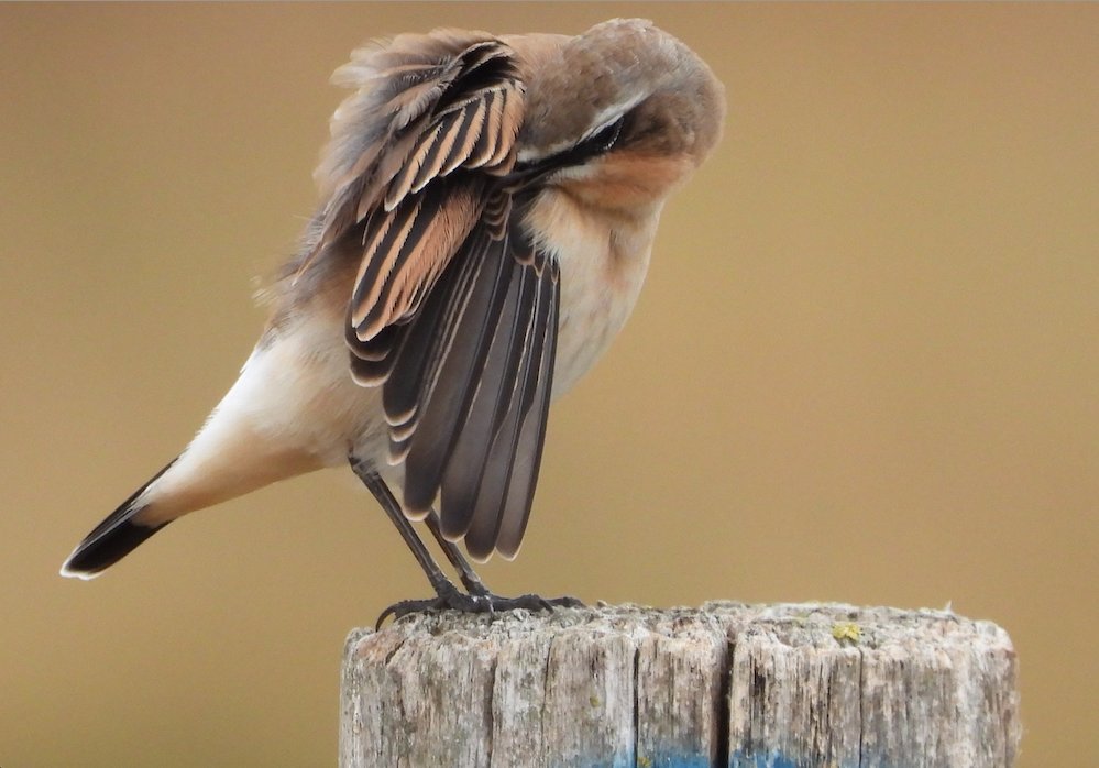 A young Northern Wheatear perches for a quick preen as it heads south on its epic journey to Africa. Its name derives from the Old English "white arse". You can see why.