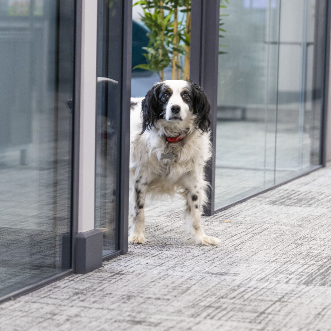 nGeneration9's tweet photo. Did you know it's international dog day?

1: Dogs reduce stress
2: Dogs improve teamwork and morale
3: Dogs help to increase productivity

Do you allow pets in your office? let us know. https://t.co/KKE9HrpTph