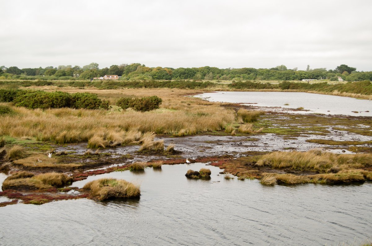 EnvAgency's tweet image. Saltmarsh is a coastal habitat that provides a wealth of benefits, from coastal flood defence to carbon storage to improved biodiversity.

We’ve updated our inventory to map saltmarsh changes across England, which will help conservation and restoration of this important habitat.