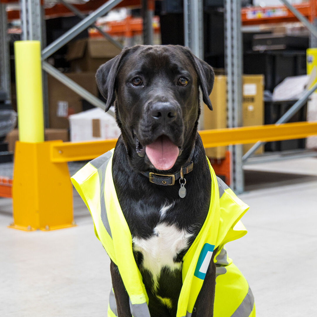 nGeneration9's tweet photo. Did you know it's international dog day?

1: Dogs reduce stress
2: Dogs improve teamwork and morale
3: Dogs help to increase productivity

Do you allow pets in your office? let us know. https://t.co/KKE9HrpTph