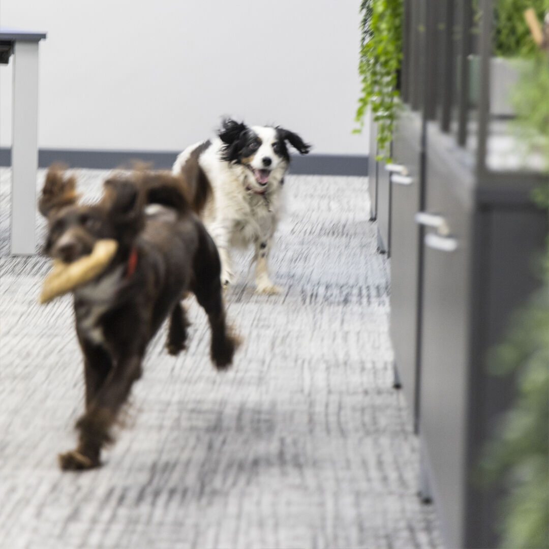 Did you know it's international dog day?

1: Dogs reduce stress
2: Dogs improve teamwork and morale
3: Dogs help to increase productivity

Do you allow pets in your office? let us know.