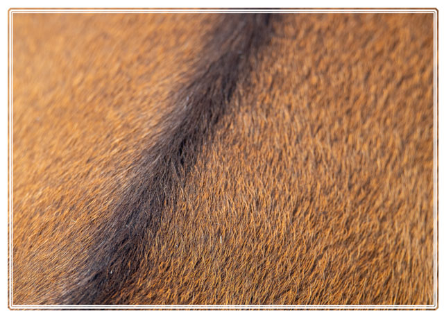 photos_dsmith's tweet photo. One of the #interesting #features on a south east #asian #Benteng (#cow) is its single stripe along the females back. this #abstractart #abstractphotography #iamge shoes this stripe in her fur. For more like this visit https://t.co/Vilcfnwp0S #PhotographyIsArt #artwork #art https://t.co/0GtBbC2RoK
