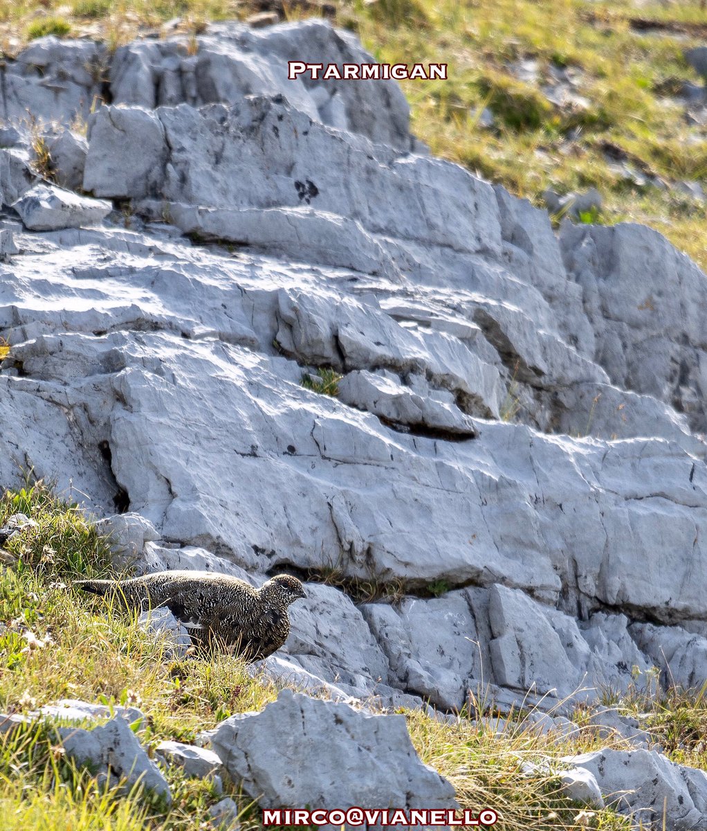 quanuaua's tweet photo. Pernice Bianca, maschio terza decade di Agosto, la livrea cambia continuamente..
#ptarmigan #faunalivigno #wildlifephotography #wildanimals #alpinebird #pernicebianca https://t.co/MFlUJtHX2x