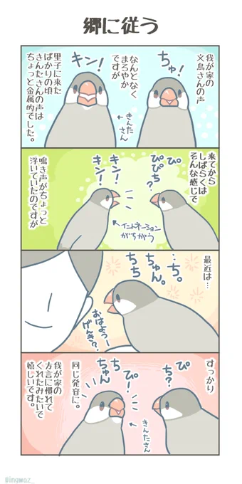 郷に従う。
文鳥さんにも、もしかしたら方言みたいなものがあるのかなあと思ったりです。

#Buncho #javasparrow #文鳥 