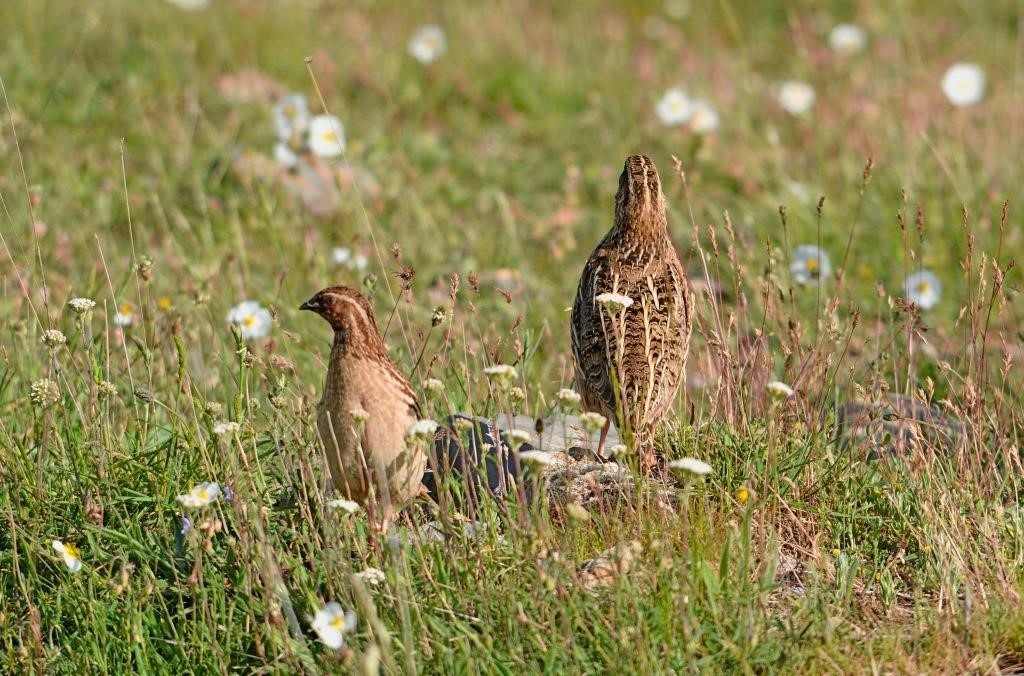 Coturnix anima a los cazadores a participar en el tercer año del proyecto de seguimiento de la codorniz 
Sus resultados contribuyeron a paralizar la declaración de la codorniz en peligro de extinción, lo que habría acabado con su caza. 
Más info: coturnix@fundacionartemisan.com