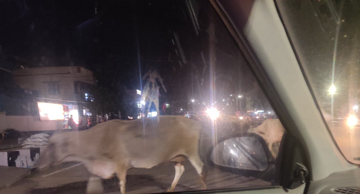 bbsrcapital's tweet photo. @bmcbbsr @CMO_Odisha @HUDDeptOdisha Kindly lift stray animals from Kargil road-pokhariput petrol pump - DAV School stretch. Lots of accidents happen. https://t.co/8AkwSKMeR2