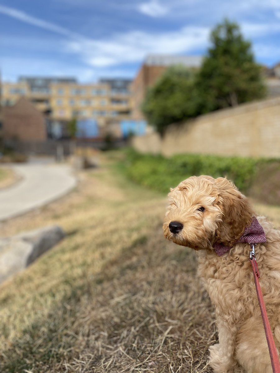 Samuel Dodson (@instantidealism) on Twitter photo It’s #NationalDogDay ! Wallace is taking a moment to contemplate all the philosophically ponderous puppies who came before him.
Seems a perfect opportunity to join him & pick up a copy of our @unbounders book, “Philosophers’ Dogs”?
waterstones.com/book/philosoph… <a href="/Waterstones/">Waterstones</a> It’s #NationalDogDay ! Wallace is taking a moment to contemplate all the philosophically ponderous puppies who came before him.
Seems a perfect opportunity to join him & pick up a copy of our @unbounders book, “Philosophers’ Dogs”?
waterstones.com/book/philosoph… <a href="/Waterstones/">Waterstones</a>