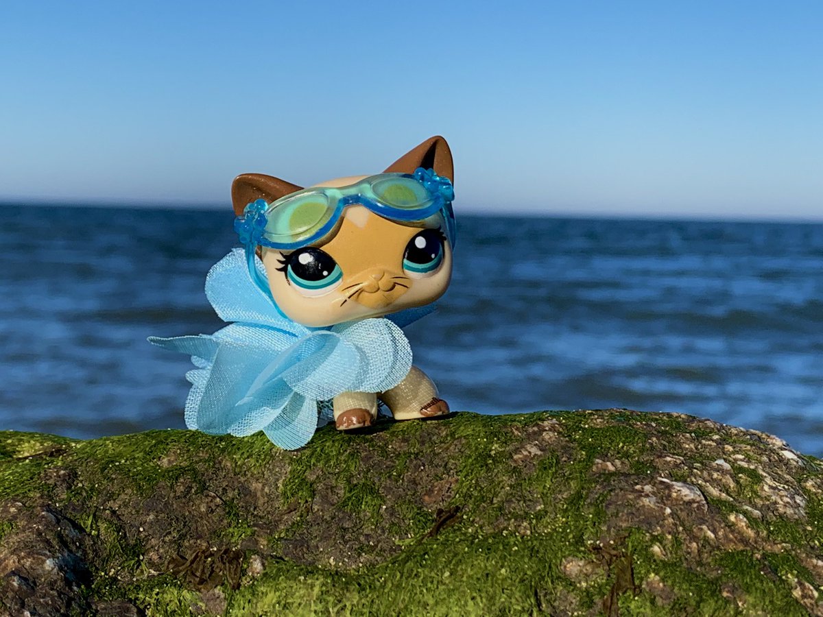 Lps_Photos's tweet photo. Sea cat :)
#LittlestPetShop #lpsphotography #lpsphoto #lps https://t.co/2wSG6ka73Q