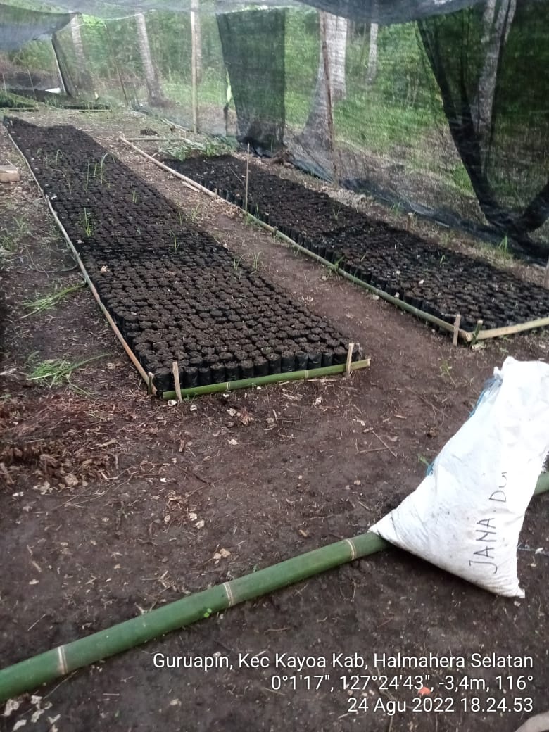 AkeMalamo's tweet photo. Dari hal yang kecil akan menjadi yang besar.
Progres Kegiatan Kebun Bibit Rakyat ( KBR) di Desa Guruapin Kecamatan Kayoa Kabupaten Halmahera Selatan.Pengisian Polybag dan Tanaman.

#kbr
#ditjenpdasrh
#klhk https://t.co/oAtEhFv60E
