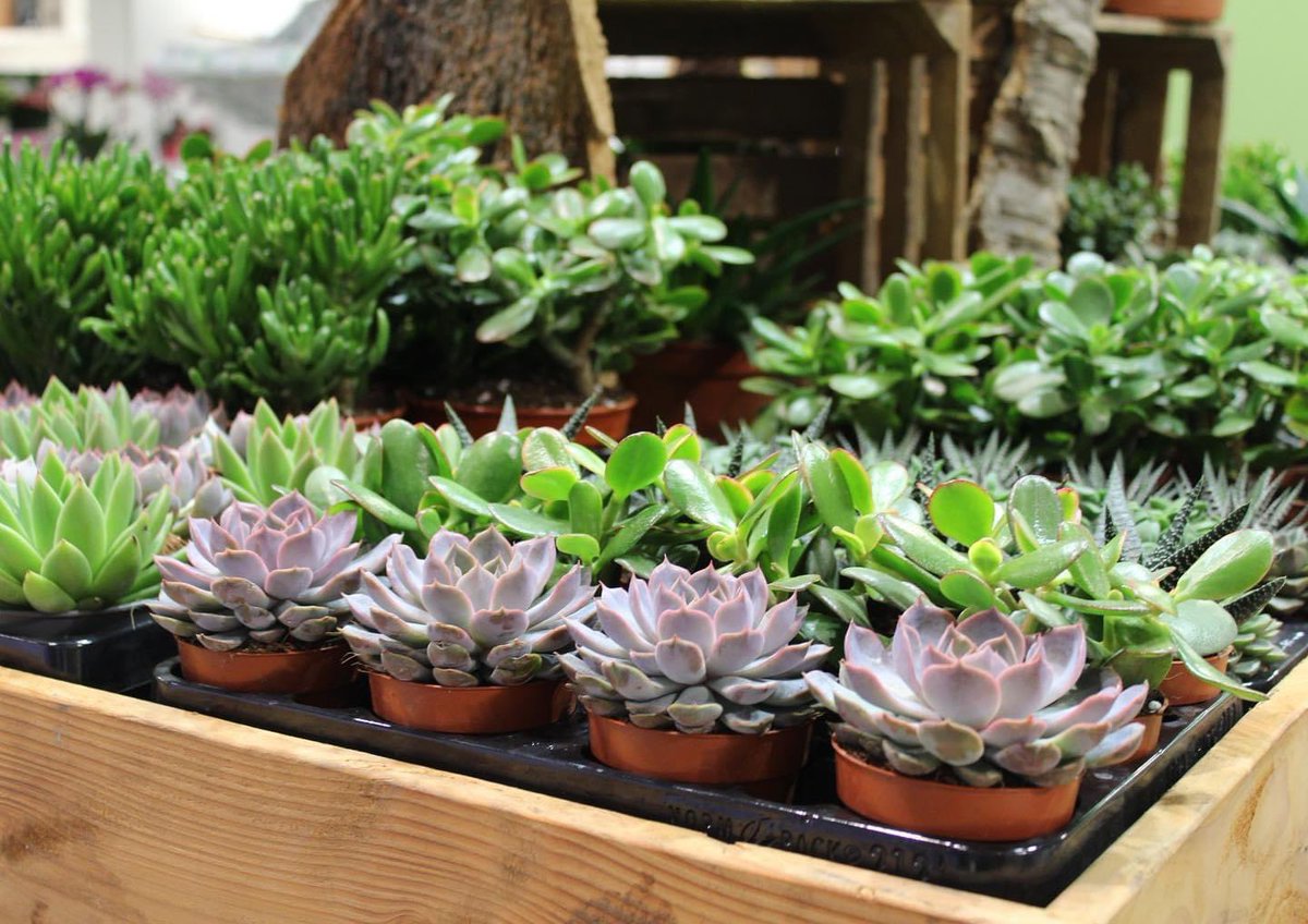 FLOWER EXPO POLAND 🇵🇱| Volgende week reizen wij af naar Warschau voor de beurs Flower Expo Poland. Tegelijkertijd organiseren wij samen met <a href="/OZ_Planten_WEB/">OZ Planten</a> een marktbezoek om de Poolse markt te verkennen 🌿🪴. #sierteelt #greenn #flowerexpopoland2022 #warschau #flowerexpopoland