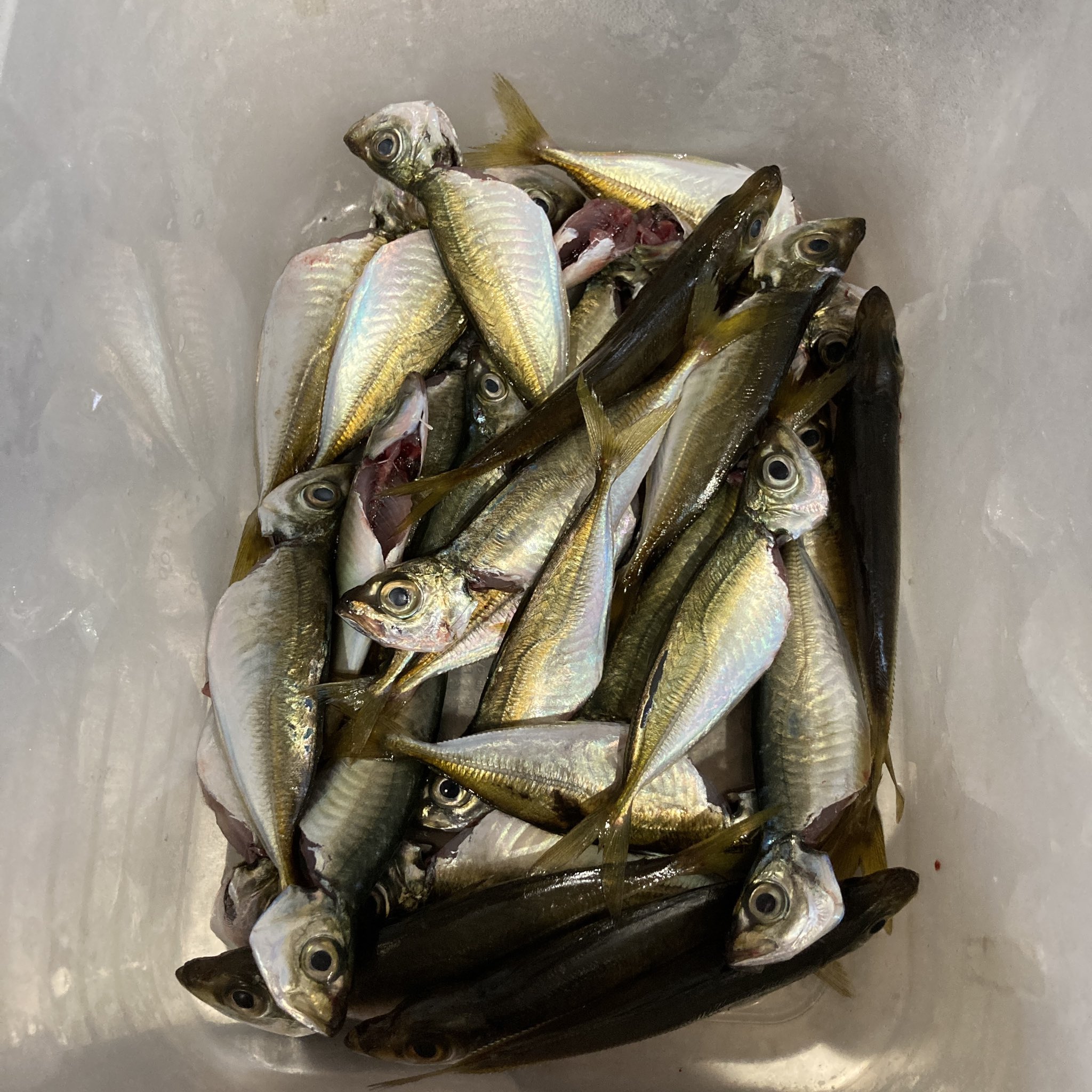 さお釣りマン 最近旅行先で釣りしてたから久々大蔵海岸 夕方のサビキは足元で入れ食い 少しサイズアップしたかな 太刀魚の地合いは短いけどあるね まだまだ修行が足りないので修行します 大蔵海岸 釣り 釣果 釣果情報 釣りガール 釣り女子