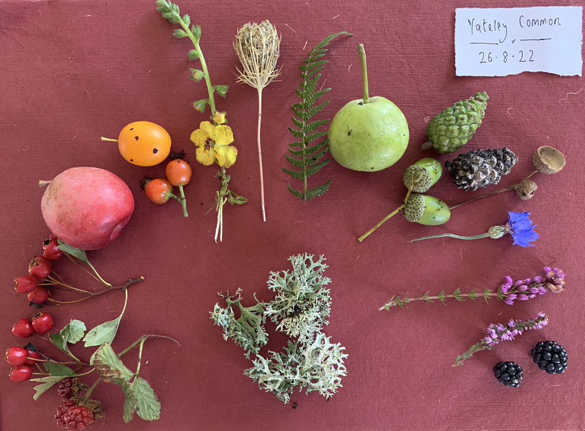 Inspired by <a href="/silverpebble/">Emma Mitchell 💙</a> , I collected a few bits and bobs on my morning walk. The transition from summer to autumn is a joy.