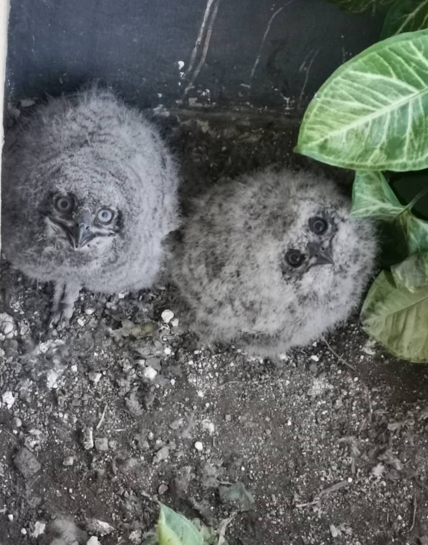 EpicHotelSuites's tweet photo. The newest addition to the Mantis Epic Hotel and Suites family π€© Two owlets were born on the balcony of the Presidential Suite π¦
#MantisEPICHotelandSuites #Mantis #MantisCollection #LuxuryHotel #Rwanda #VisitRwanda https://t.co/NXJCEZFqnc