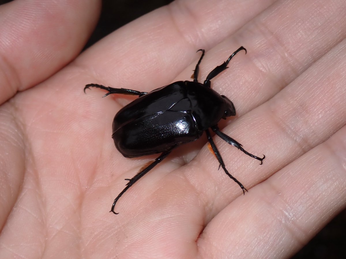 naturelove24's tweet photo. 少しレア？なクロカナブン。子供の頃に一度見てみたいと思ってクワガタムシやカブトムシ等と一緒に探してたけどなかなか見つからなかった虫。大人になって出会えた。 https://t.co/RQB9dQmxeT