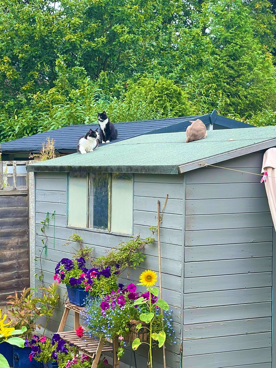 Emblyn3's tweet image. Mine cheeky visitor brought a friend with them to visit this morning! I will have no dinners left!!! 🙀🙀🙀🙀🙀🙀 #CatsOfTwitter