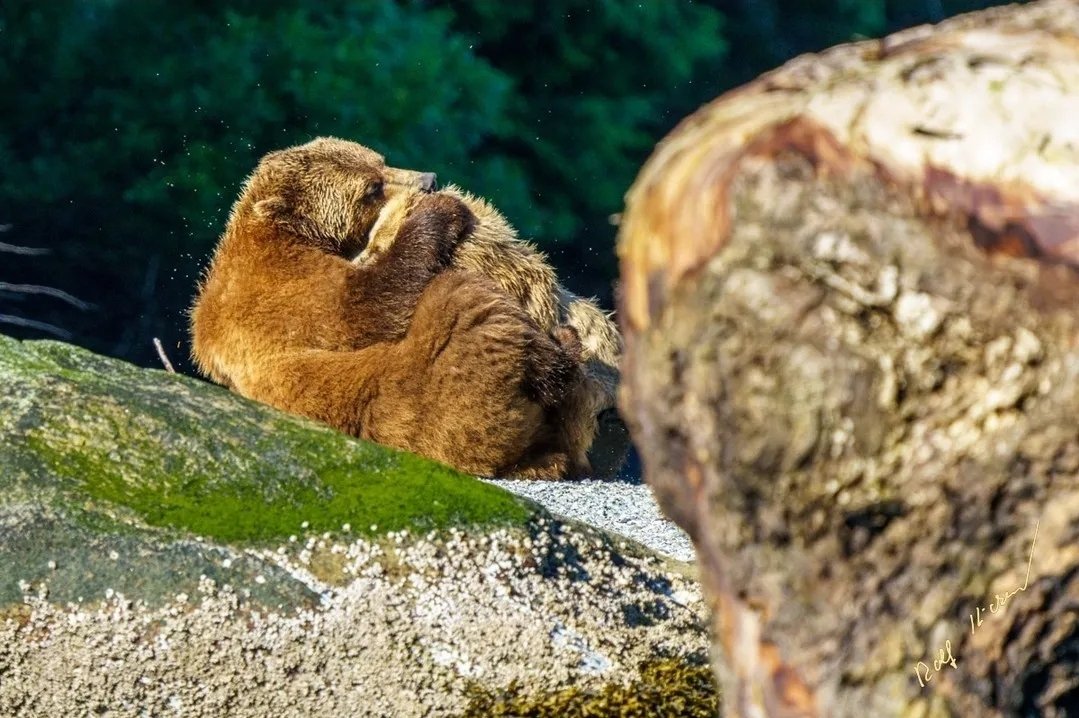rolfhickerphoto's tweet photo. What a beautiful moment 🐻❤️

Momma grizzly and cub having a hug. Kwakwaka'wakw First Nations Territory, BC.

📸 Rolf Hicker Photography 
#Grizzly #grizzlybear #bear #cub #bearcub #wildlife #knightinlet #Phototours #naturephotography #wildlifephotography #vancouverislandnorth https://t.co/Z4kzs7oFep