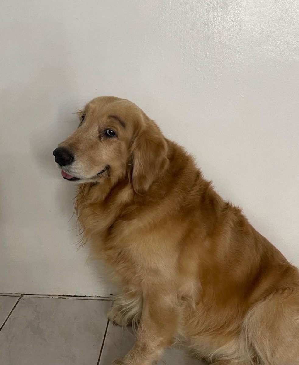 ChieFilomeno's tweet photo. Till your last breath you made sure I’m perfectly fine.. 😞 To the best golden retriever in the world may the doggo heaven give you lots of tennis balls and Zert strawberry shortcake treats you deserve Mattyboo. 🤍🕊 https://t.co/fhhCRGgBFa
