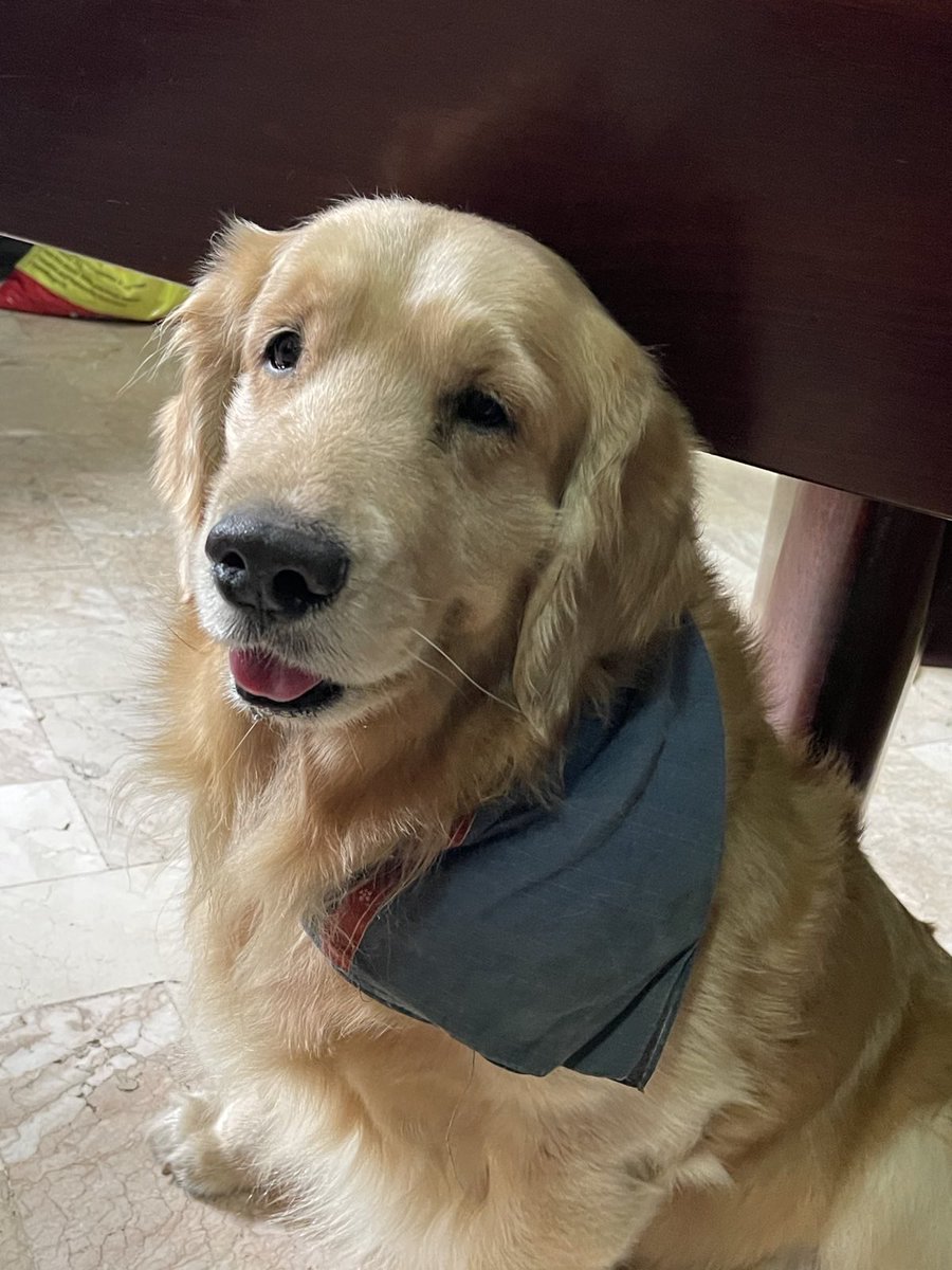 ChieFilomeno's tweet photo. Till your last breath you made sure I’m perfectly fine.. 😞 To the best golden retriever in the world may the doggo heaven give you lots of tennis balls and Zert strawberry shortcake treats you deserve Mattyboo. 🤍🕊 https://t.co/fhhCRGgBFa
