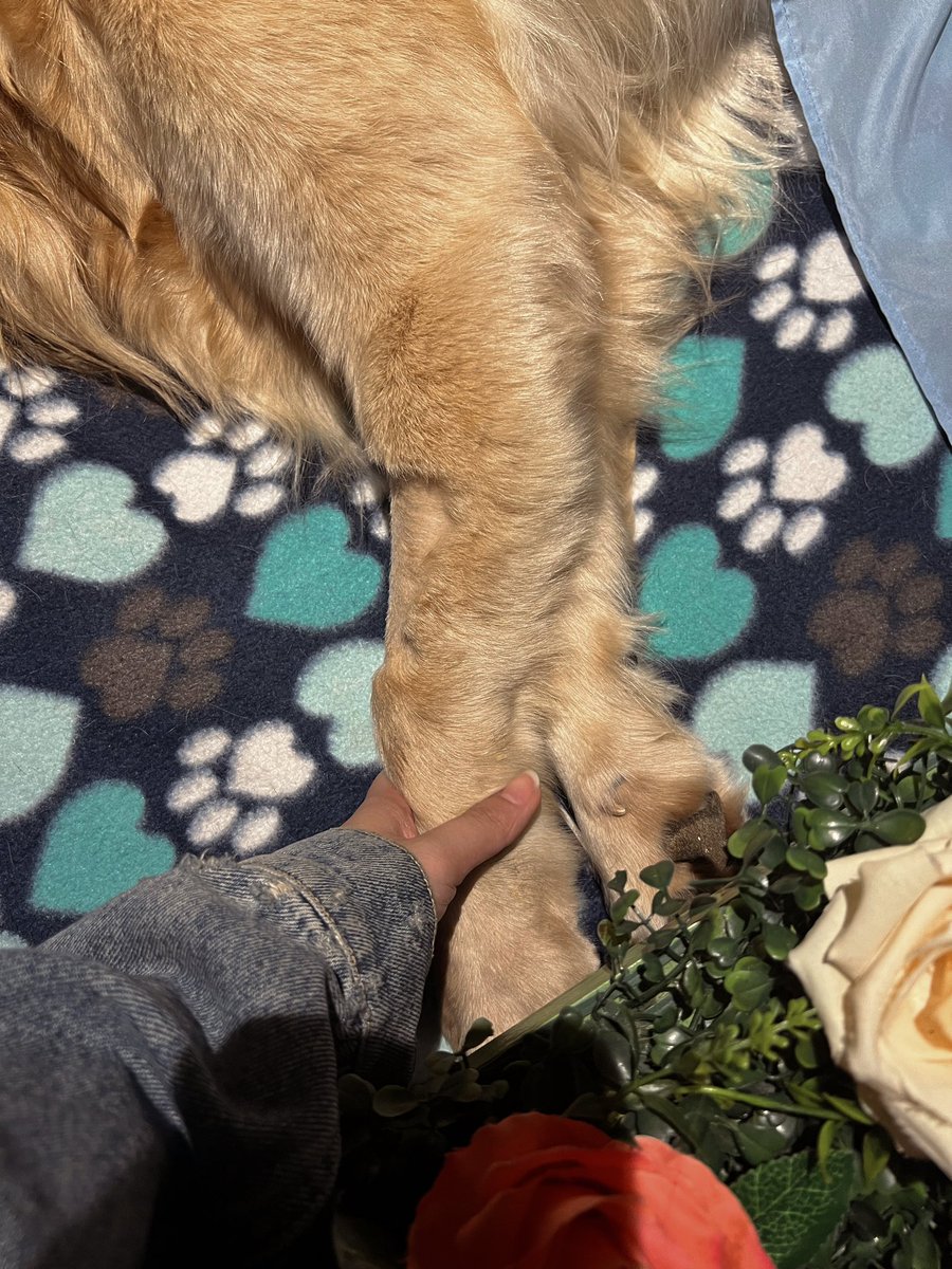 ChieFilomeno's tweet photo. Till your last breath you made sure I’m perfectly fine.. 😞 To the best golden retriever in the world may the doggo heaven give you lots of tennis balls and Zert strawberry shortcake treats you deserve Mattyboo. 🤍🕊 https://t.co/fhhCRGgBFa