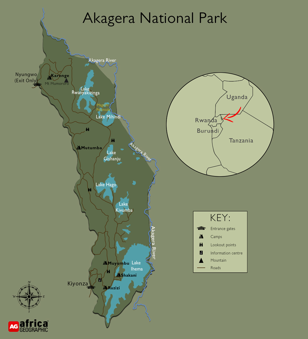 albicilla66's tweet photo. #GoBirding #AkageraNP 🇷🇼 #Rwanda, one of the best #birding regions in #Africa, with over 480sp incl. Papyrus Gonalek, Lesser Kestrel, Red-faced Barbet, Shoebill, Plain Nightjar; 🛖 #MagashiCamp by @WeAreWilderness; timing Nov to Apr
➡️https://t.co/fxREuoTKan
#visitRwanda https://t.co/8s0pyLkvUw