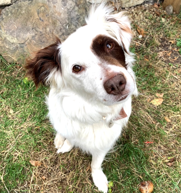 Today is #NationalDogsDay. We'd love to see pictures of your dogs in the garden! 🐶🌹#CotswoldTeak 📸