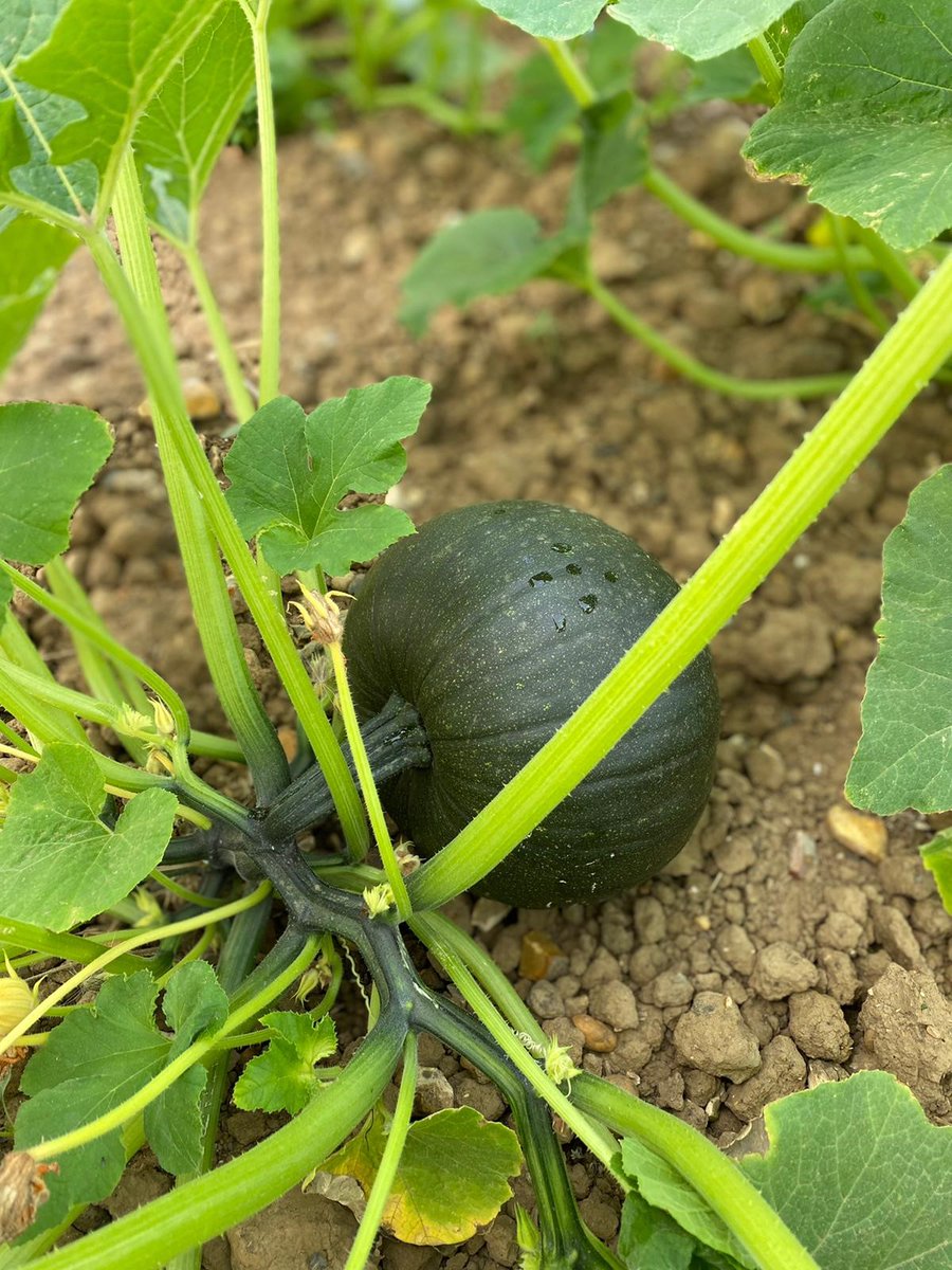 Willows ActivityFarm tweet media