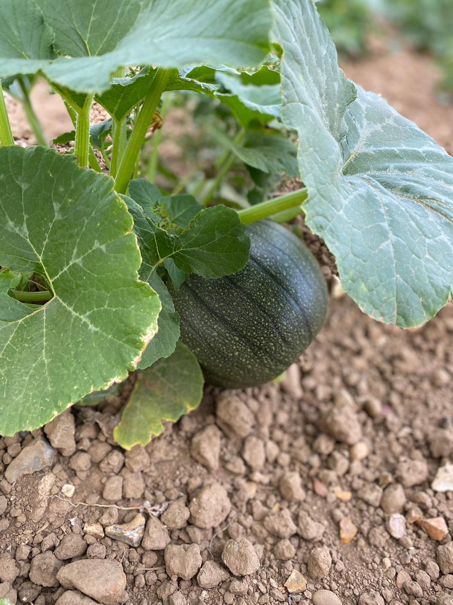 Willows ActivityFarm tweet media