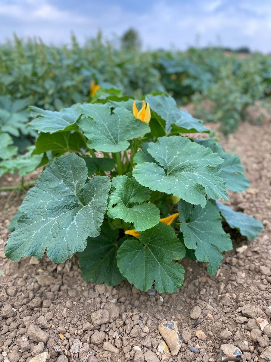 Willows ActivityFarm tweet media