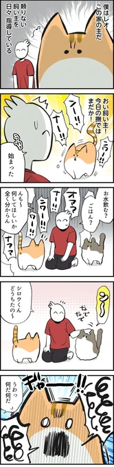 【お知らせ】マイナビニュースさんで漫画の連載が始まりました!レオくん視点の日常漫画です。本連載は隔週更新になります。読んでいただけると嬉しいです～!どうぞ宜しくお願いします! 