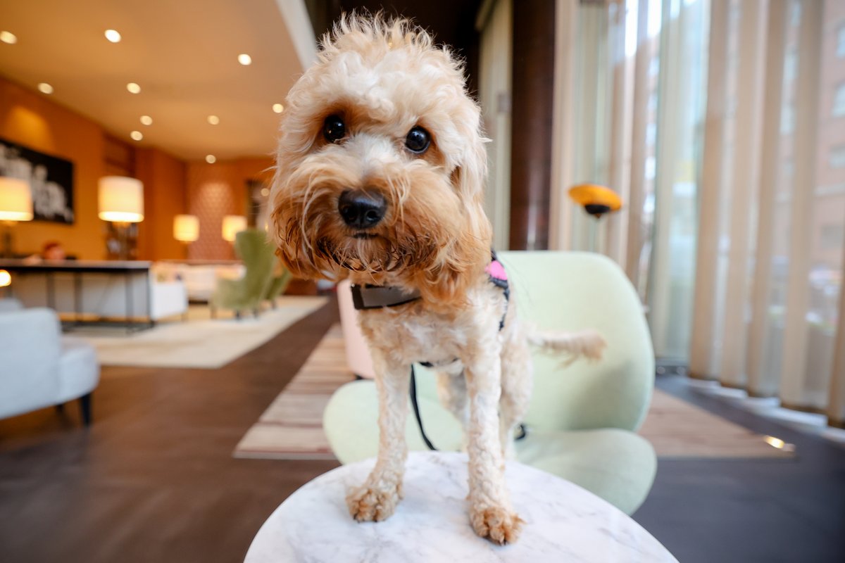 Fitzwilliam Hotel Belfast tweet media