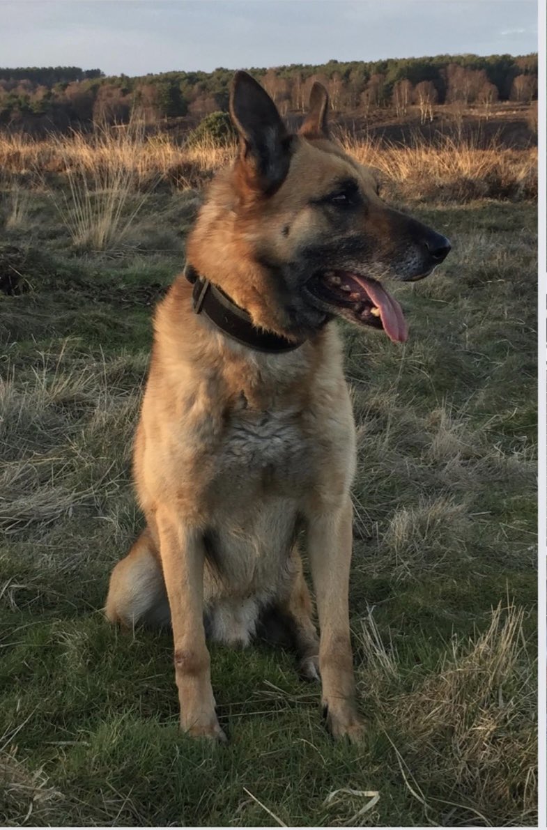 WMPDogs's tweet photo. #PD4218Shadow passed over the 🌈 bridge yesterday, he spent out his retirement with his handler and family after serving many years with the force. Sleep well big ginge 🐾 and thank you. https://t.co/DRGJ8IqY4i