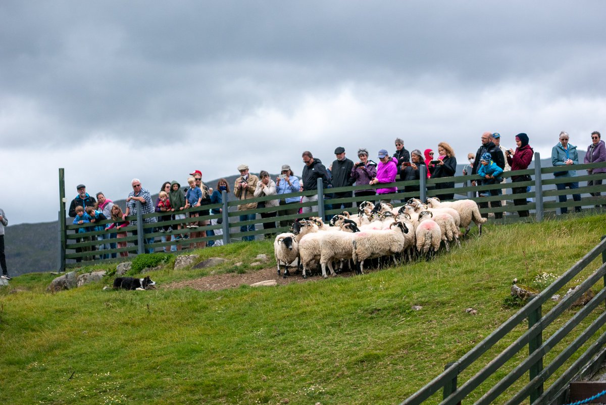 AlanMalone20's tweet photo. Is it sheep' or people herding in Kerry....
#tourireland #Ireland #sheep https://t.co/XIeoTwMlLG