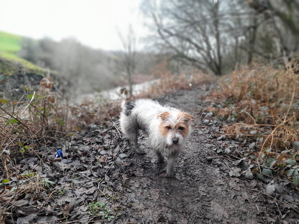RamblingUk's tweet photo. Man's best friend. #russellterrier #ratter #InternationalDogDay https://t.co/QDK11IziL6